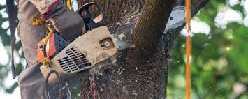 Reliable Helemano, HI Tree Care Solutions