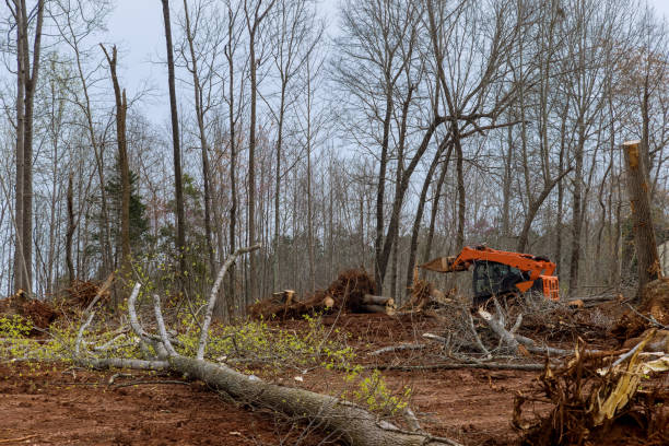 How Our Tree Care Process Works  in  Helemano, HI